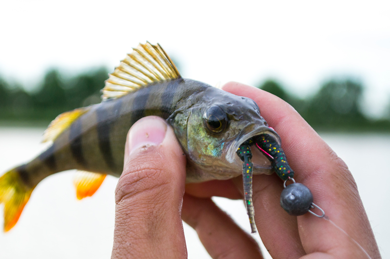 Щука и окунь: особенности симбиоза на рыбалке